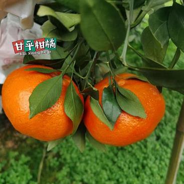 提升柑橘果实品质，关键靠钙镁磷肥配合！