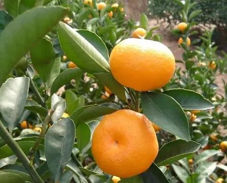 图文教程：如何正确种植柑橘苗？