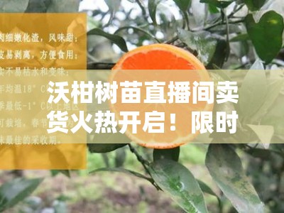 沃柑树苗直播间卖货火热开启！限时直降+种植技巧免费教学