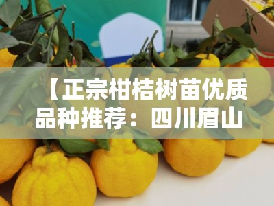 【正宗柑桔树苗优质品种推荐：四川眉山原产地直供高产栽培指南】