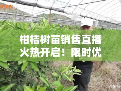 柑桔树苗销售直播火热开启！限时优惠+种植技巧现场教学