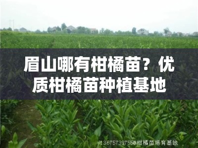 眉山哪有柑橘苗？优质柑橘苗种植基地与购买指南
