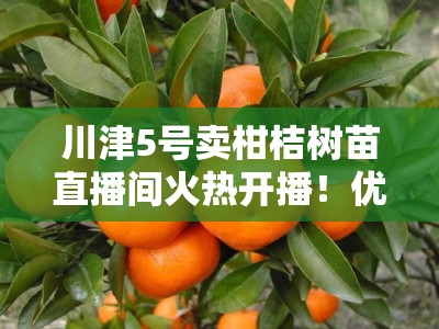 川津5号卖柑桔树苗直播间火热开播！优质高产柑桔苗限时直降抢购中