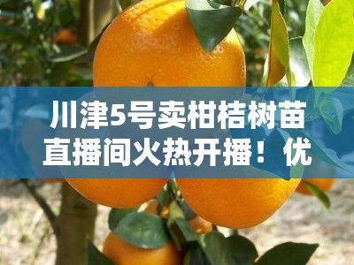 川津5号卖柑桔树苗直播间火热开播！优质高产柑桔苗限时直降抢购中