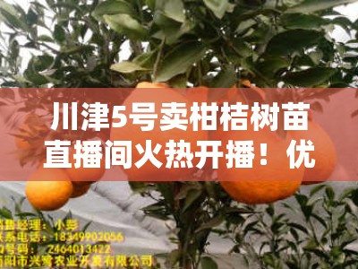 川津5号卖柑桔树苗直播间火热开播！优质高产柑桔苗限时直降抢购中