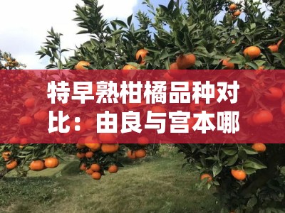 特早熟柑橘品种对比：由良与宫本哪个更适合种植？优缺点全解析