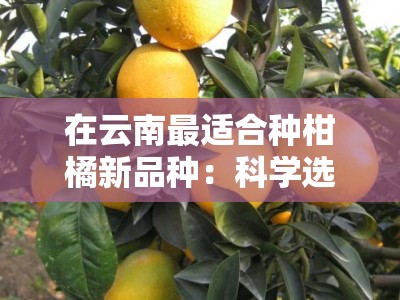 在云南最适合种柑橘新品种：科学选育与区域优势深度解析
