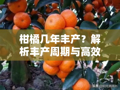 柑橘几年丰产？解析丰产周期与高效管理技术要点