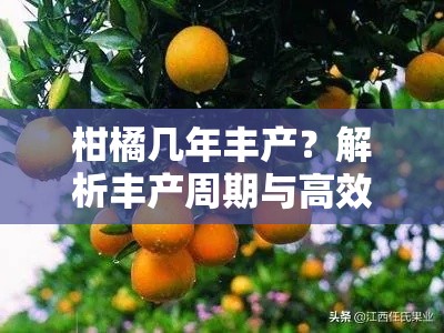 柑橘几年丰产？解析丰产周期与高效管理技术要点