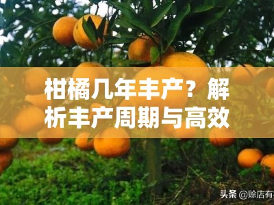 柑橘几年丰产？解析丰产周期与高效管理技术要点