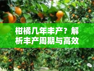 柑橘几年丰产？解析丰产周期与高效管理技术要点