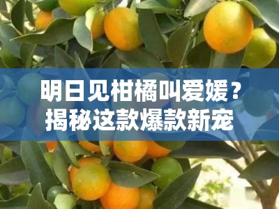 明日见柑橘叫爱媛？揭秘这款爆款新宠的甜蜜奥秘与产地传奇