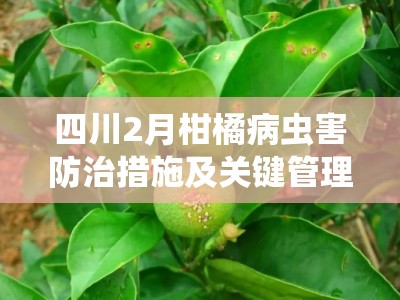 四川2月柑橘病虫害防治措施及关键管理技术要点解析