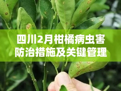 四川2月柑橘病虫害防治措施及关键管理技术要点解析