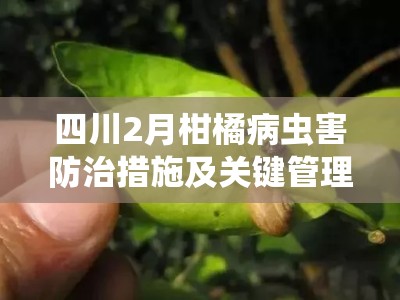 四川2月柑橘病虫害防治措施及关键管理技术要点解析