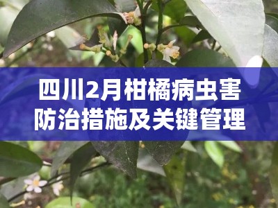 四川2月柑橘病虫害防治措施及关键管理技术要点解析