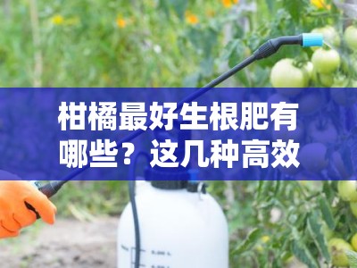柑橘最好生根肥有哪些？这几种高效肥料推荐，助你快速培育健壮根系