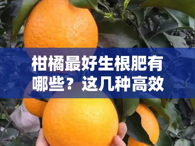 柑橘最好生根肥有哪些？这几种高效肥料推荐，助你快速培育健壮根系