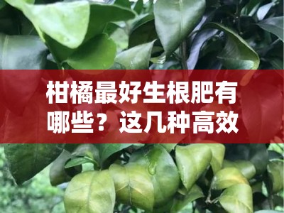 柑橘最好生根肥有哪些？这几种高效肥料推荐，助你快速培育健壮根系