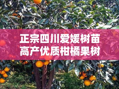 正宗四川爱媛树苗高产优质柑橘果树苗产地直供包成活