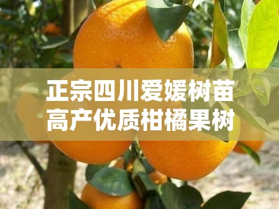 正宗四川爱媛树苗高产优质柑橘果树苗产地直供包成活