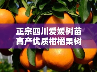 正宗四川爱媛树苗高产优质柑橘果树苗产地直供包成活