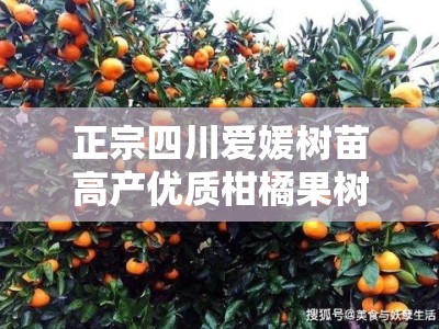 正宗四川爱媛树苗高产优质柑橘果树苗产地直供包成活