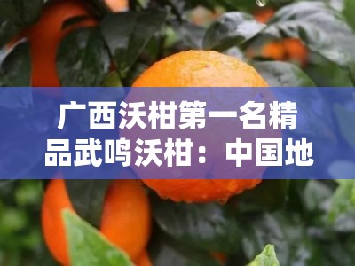 广西沃柑第一名精品武鸣沃柑：中国地理标志果香浓郁皮薄肉厚甜蜜爆汁
