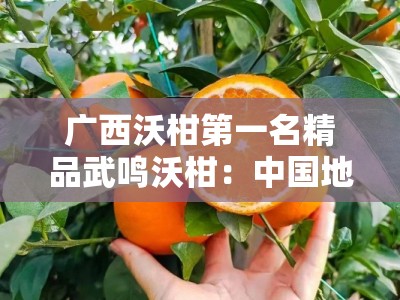 广西沃柑第一名精品武鸣沃柑：中国地理标志果香浓郁皮薄肉厚甜蜜爆汁