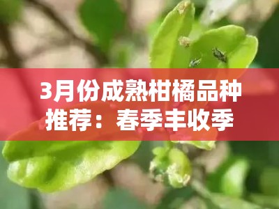 3月份成熟柑橘品种推荐：春季丰收季优质果农必看指南