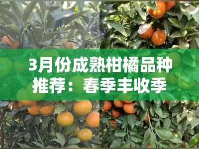 3月份成熟柑橘品种推荐：春季丰收季优质果农必看指南