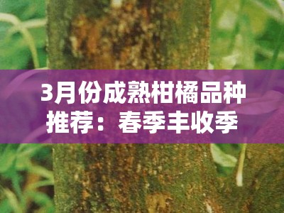 3月份成熟柑橘品种推荐：春季丰收季优质果农必看指南