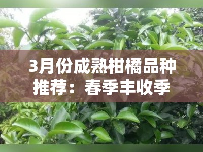 3月份成熟柑橘品种推荐：春季丰收季优质果农必看指南