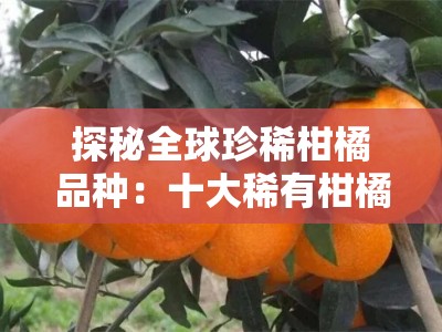 探秘全球珍稀柑橘品种：十大稀有柑橘水果风味独特名录