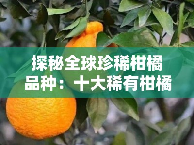 探秘全球珍稀柑橘品种：十大稀有柑橘水果风味独特名录