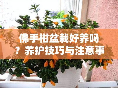 佛手柑盆栽好养吗？养护技巧与注意事项全解析