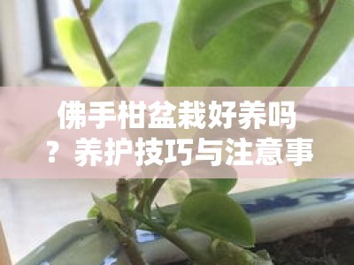 佛手柑盆栽好养吗？养护技巧与注意事项全解析