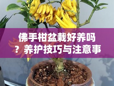 佛手柑盆栽好养吗？养护技巧与注意事项全解析