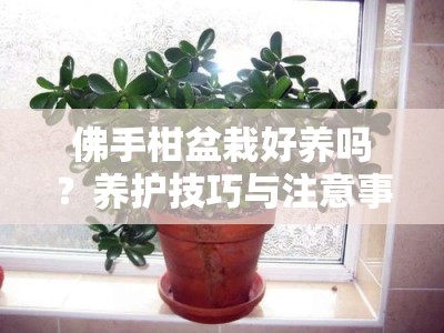 佛手柑盆栽好养吗？养护技巧与注意事项全解析