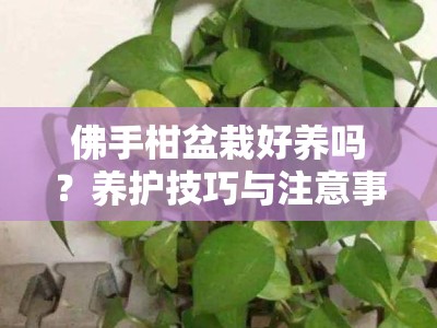 佛手柑盆栽好养吗？养护技巧与注意事项全解析