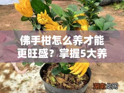 佛手柑怎么养才能更旺盛？掌握5大养护秘诀让枝叶繁茂果实多