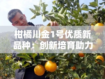柑橘川金1号优质新品种：创新培育助力柑橘产业提质增效