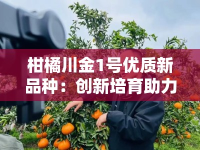 柑橘川金1号优质新品种：创新培育助力柑橘产业提质增效