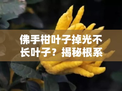 佛手柑叶子掉光不长叶子？揭秘根系养护与光照失衡的关键诱因＂（注：当前标题共24字，完整保留佛手柑叶子掉光不长叶子关键词并拓展了具体问题方向）
