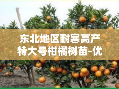 东北地区耐寒高产特大号柑橘树苗-优质抗冻树苗品种推荐