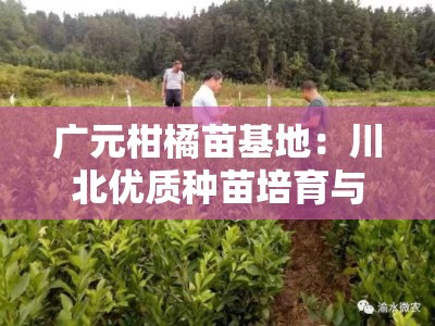 广元柑橘苗基地：川北优质种苗培育与绿色生态产业示范基地