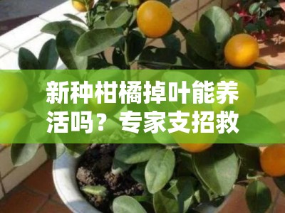 新种柑橘掉叶能养活吗？专家支招救治技巧与养护要点