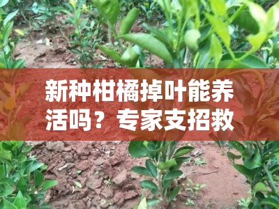 新种柑橘掉叶能养活吗？专家支招救治技巧与养护要点