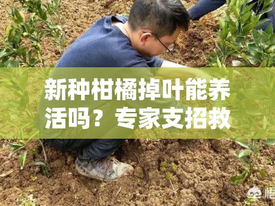 新种柑橘掉叶能养活吗？专家支招救治技巧与养护要点