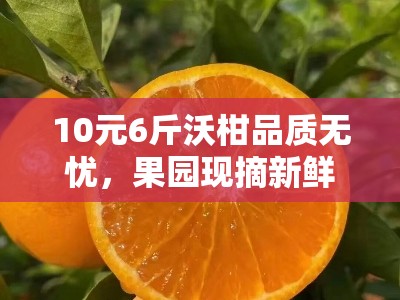 10元6斤沃柑品质无忧，果园现摘新鲜直达限时特惠